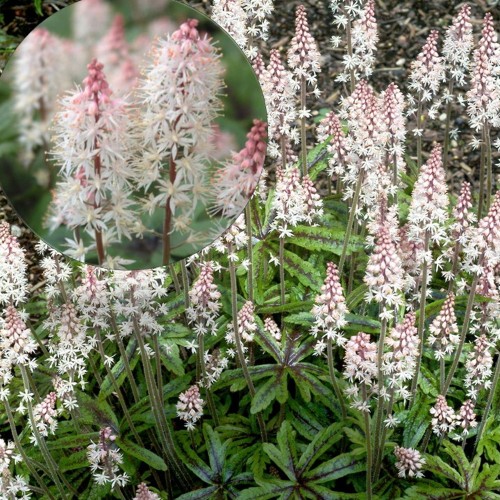 Tiarella 'Candy Striper' - Aedtiarell 'Candy Striper' P9/0,55L 
